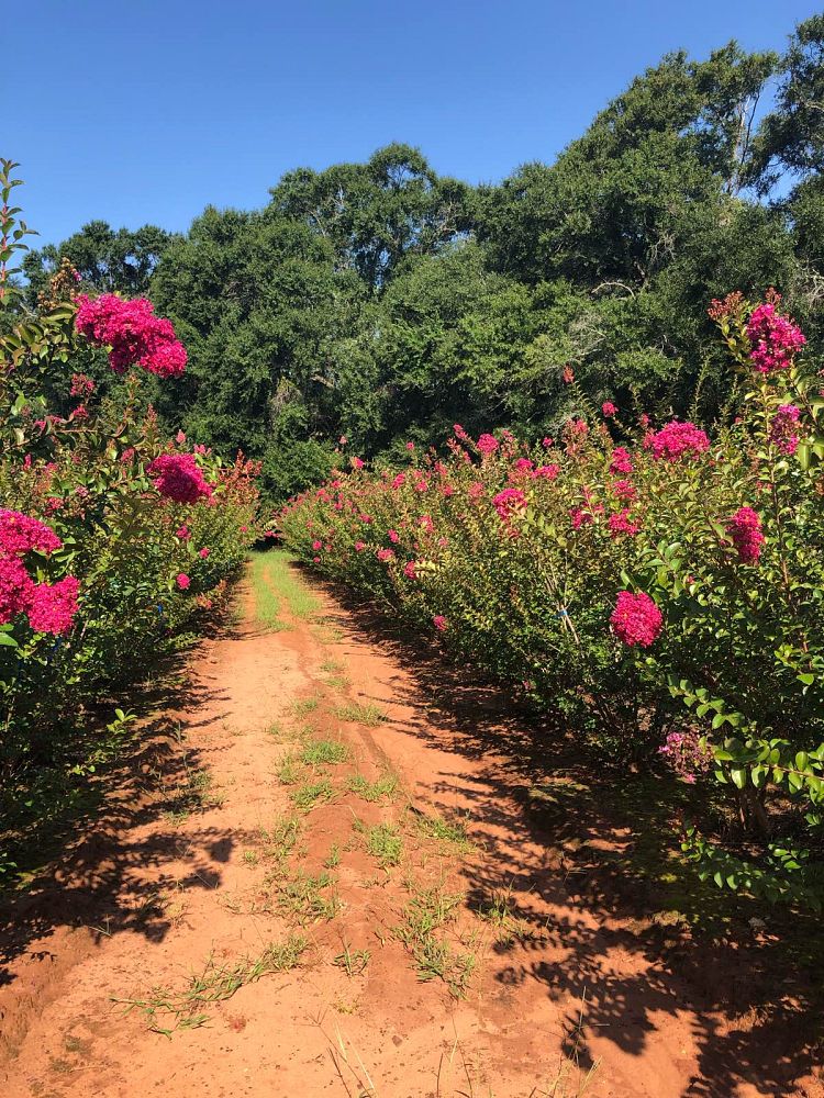 lagerstroemia-indica-tonto-crape-myrtle