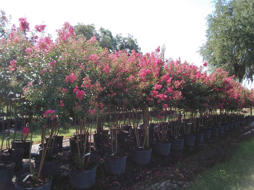 lagerstroemia-indica-tonto-crape-myrtle