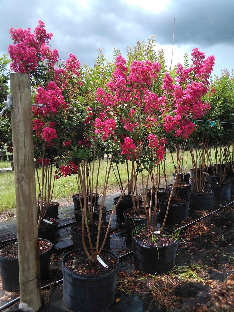 lagerstroemia-indica-tonto-crape-myrtle