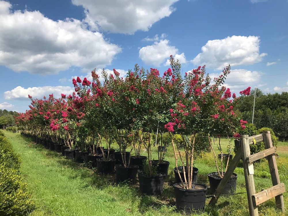 lagerstroemia-indica-tonto-crape-myrtle