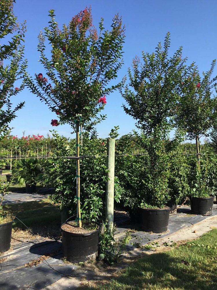 lagerstroemia-indica-tonto-crape-myrtle