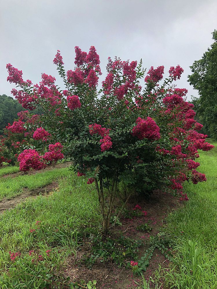 lagerstroemia-indica-tonto-crape-myrtle