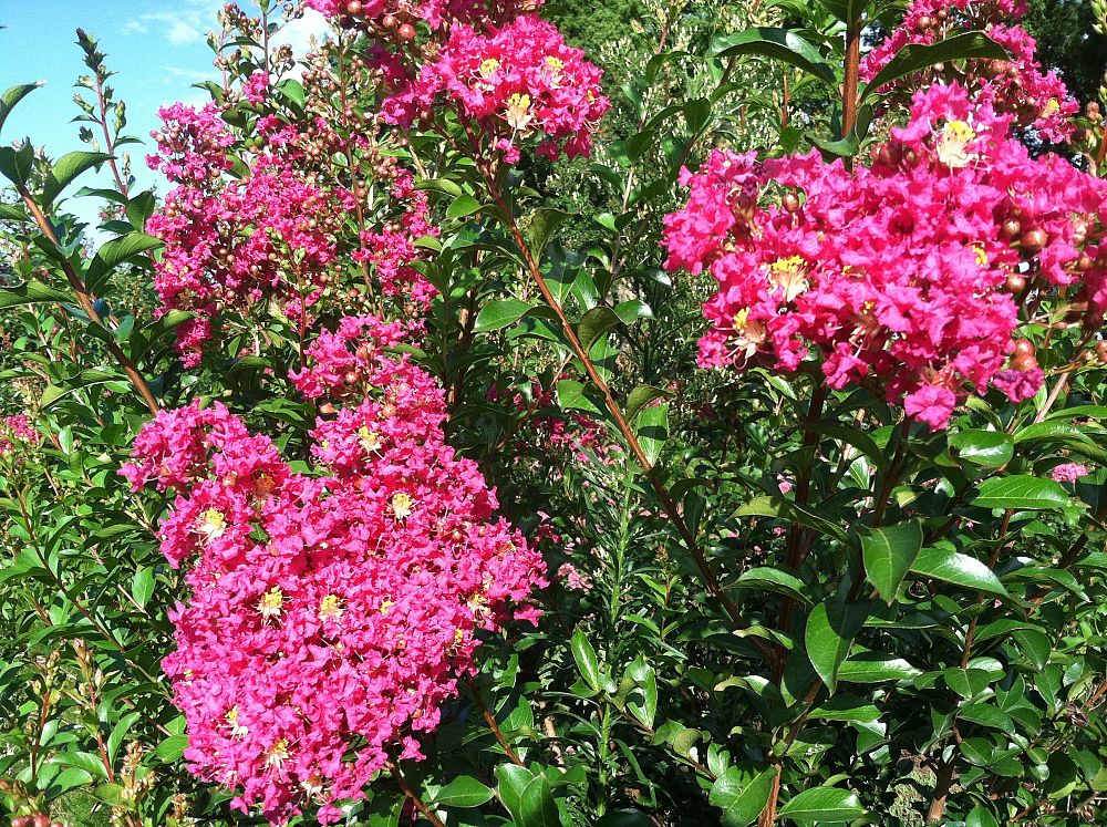 lagerstroemia-indica-tonto-crape-myrtle