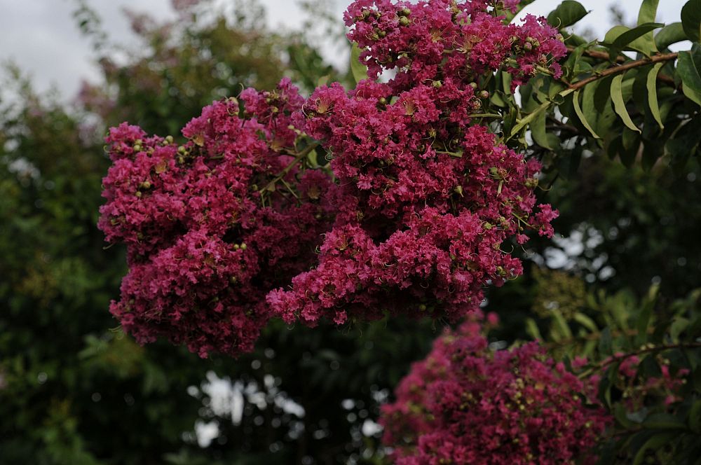 lagerstroemia-indica-tonto-crape-myrtle