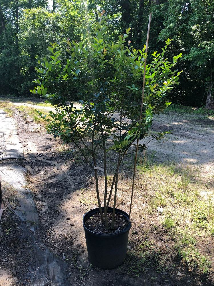 lagerstroemia-indica-tonto-crape-myrtle