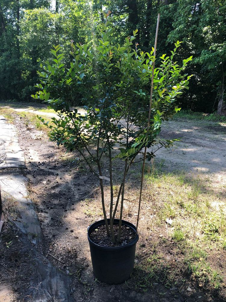 lagerstroemia-indica-tonto-crape-myrtle