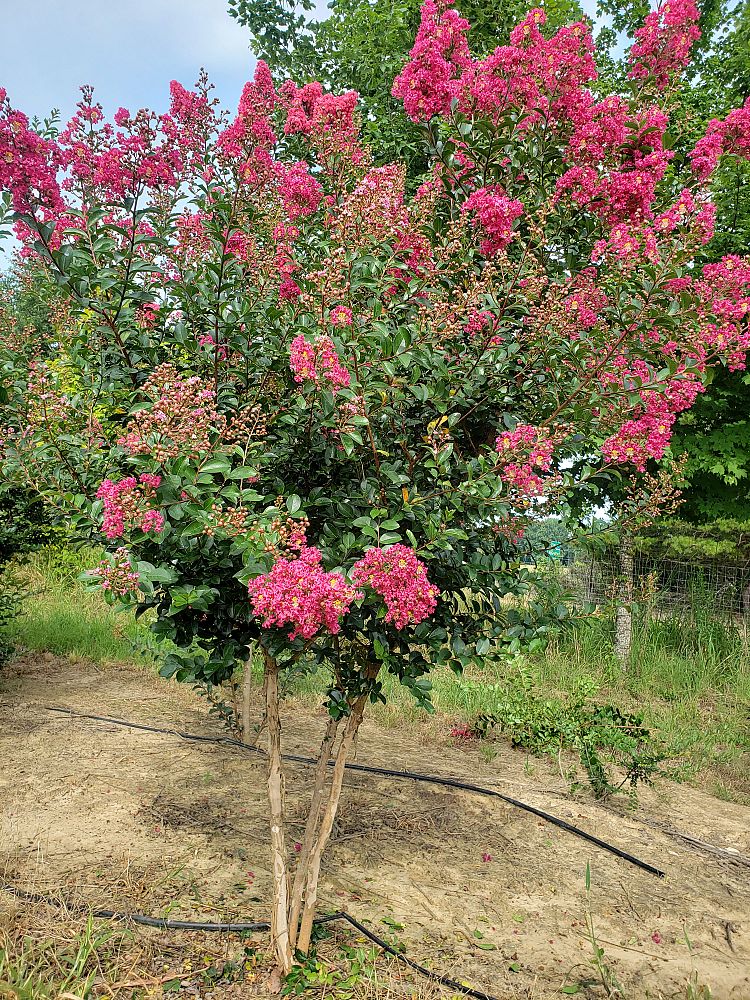 lagerstroemia-indica-tonto-crape-myrtle