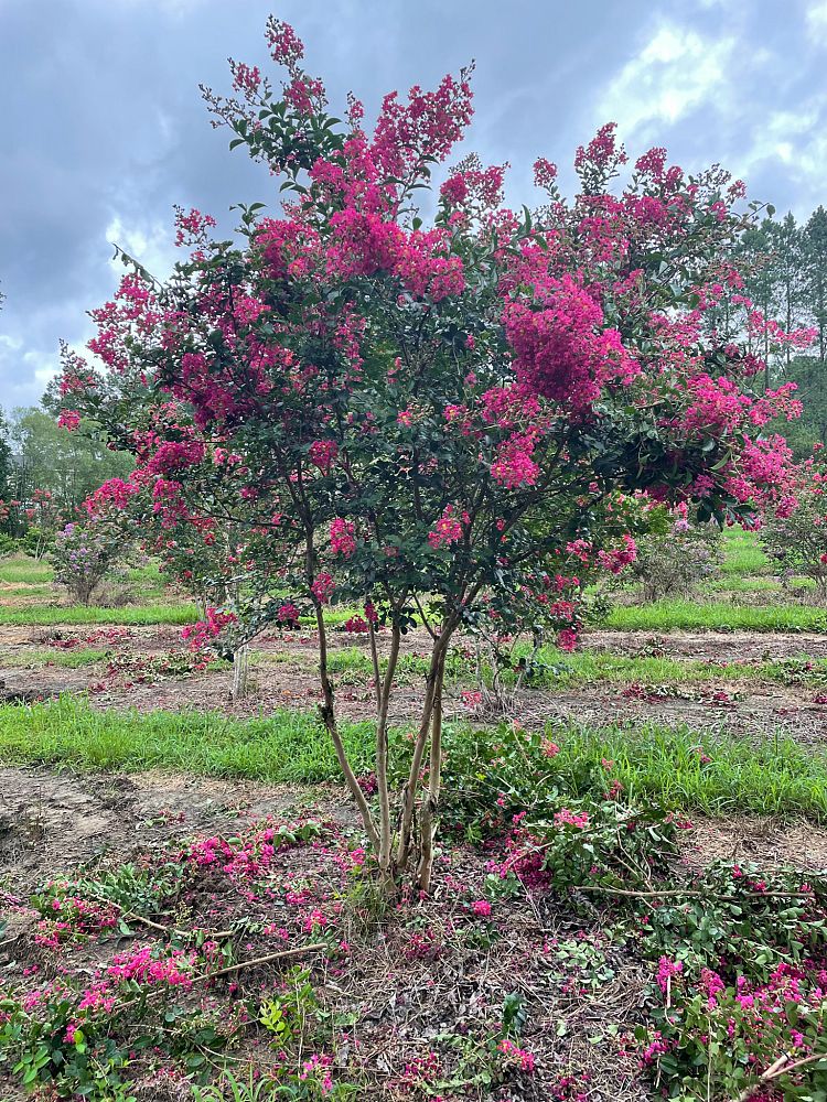 lagerstroemia-indica-tonto-crape-myrtle
