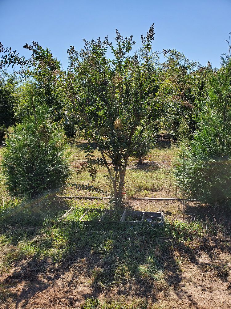 lagerstroemia-indica-tonto-crape-myrtle