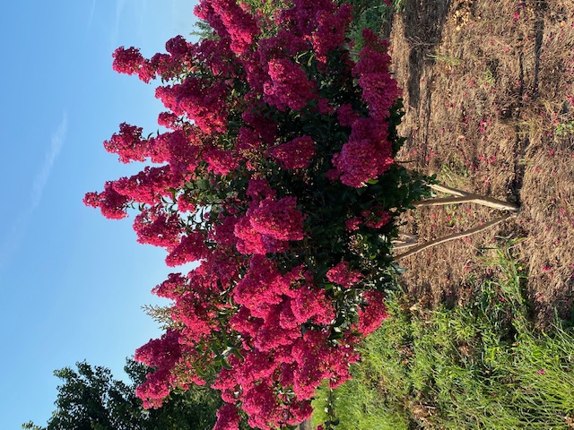lagerstroemia-indica-tonto-crape-myrtle