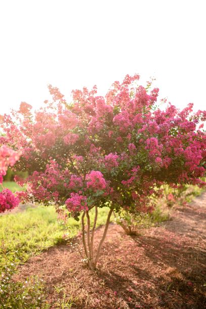 lagerstroemia-indica-tonto-crape-myrtle