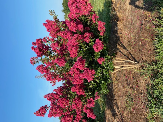 lagerstroemia-indica-tonto-crape-myrtle