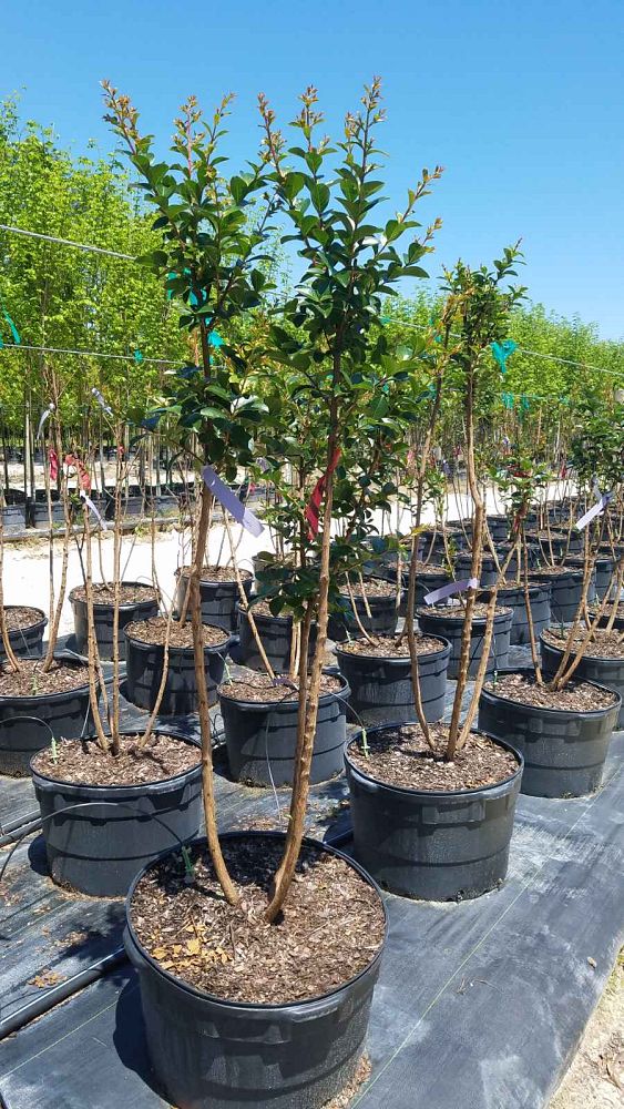 lagerstroemia-indica-tonto-crape-myrtle