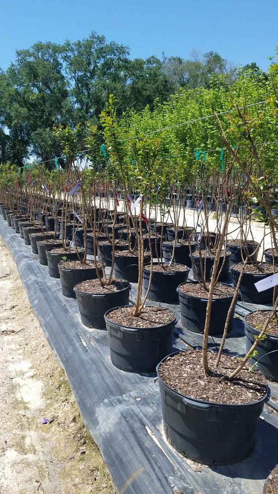 lagerstroemia-indica-tonto-crape-myrtle