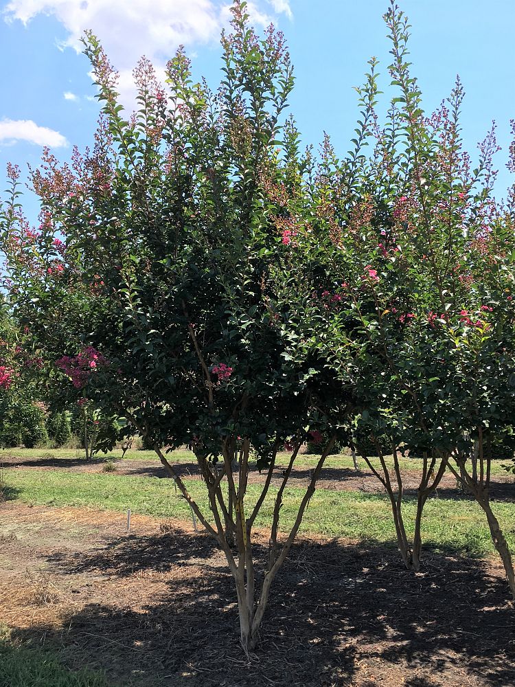 lagerstroemia-indica-tonto-crape-myrtle