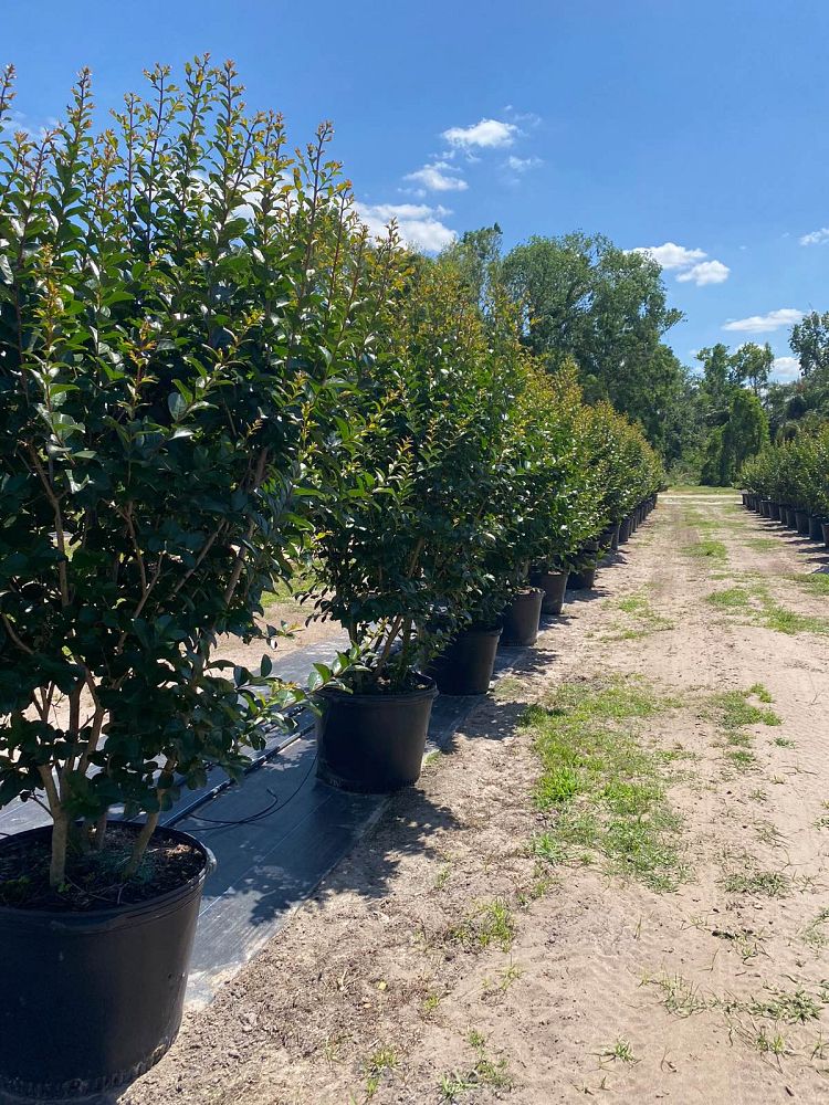 lagerstroemia-indica-tonto-crape-myrtle