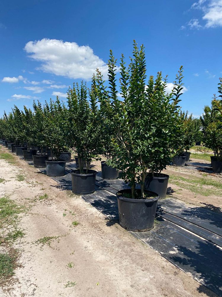 lagerstroemia-indica-tonto-crape-myrtle