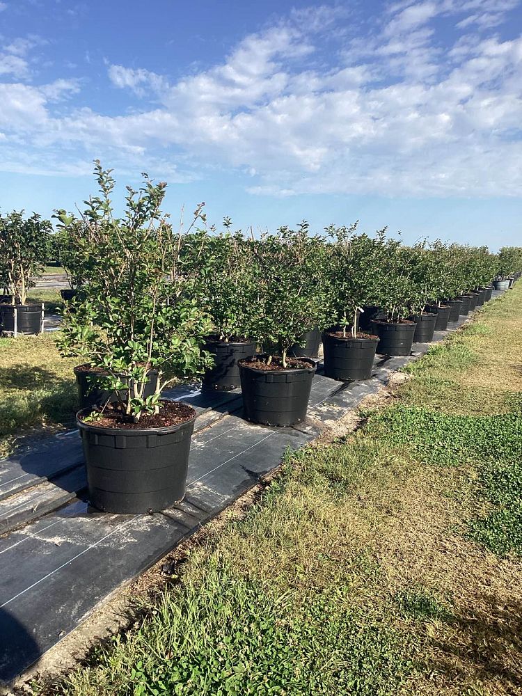 lagerstroemia-indica-tonto-crape-myrtle