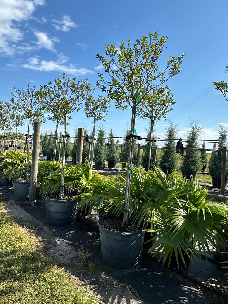 lagerstroemia-indica-tonto-crape-myrtle