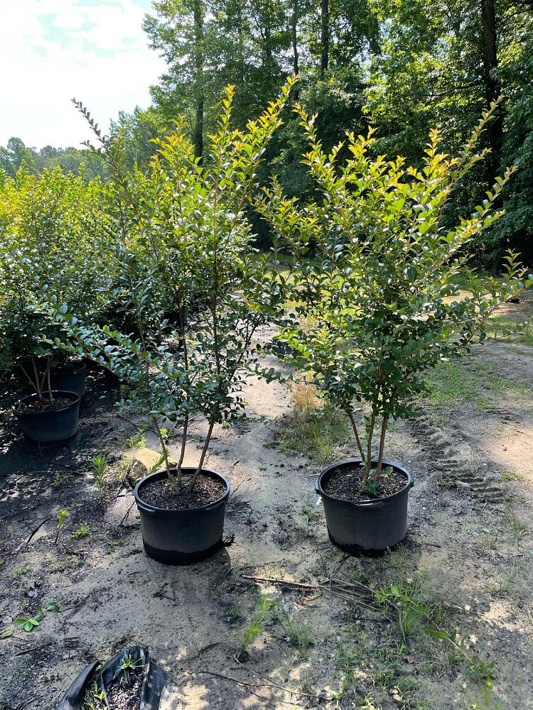 lagerstroemia-indica-tonto-crape-myrtle