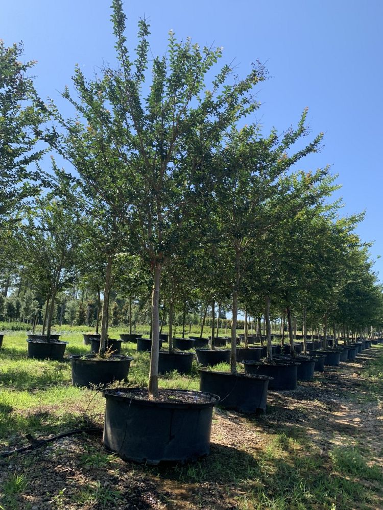 lagerstroemia-indica-tonto-crape-myrtle