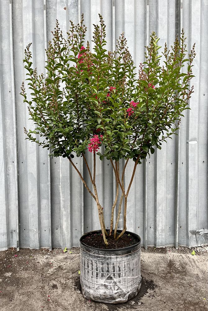 lagerstroemia-indica-tonto-crape-myrtle