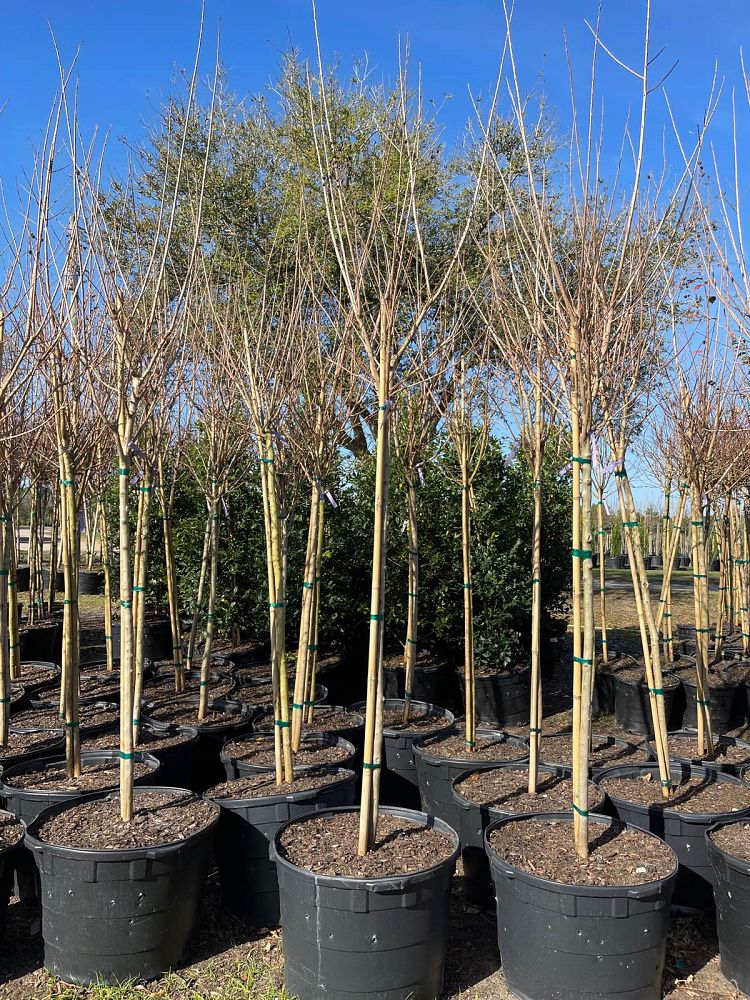 lagerstroemia-indica-tonto-crape-myrtle