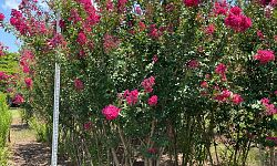 lagerstroemia-indica-tonto-crape-myrtle
