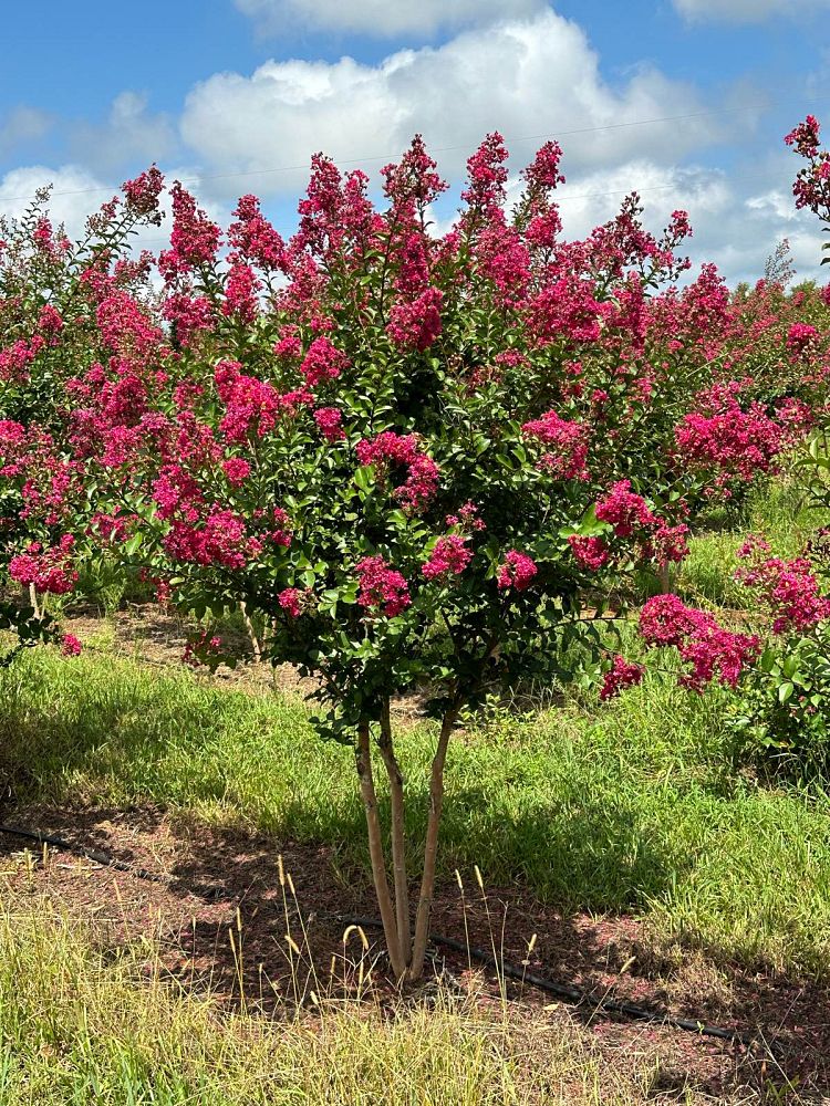 lagerstroemia-indica-tonto-crape-myrtle