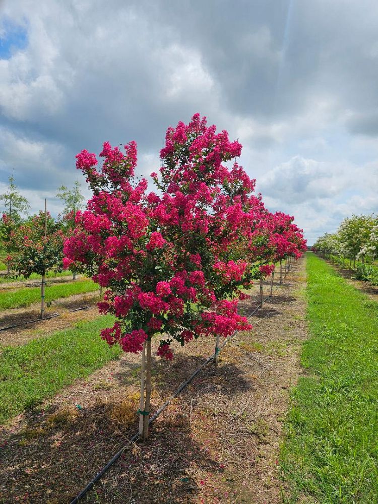 lagerstroemia-indica-tonto-crape-myrtle