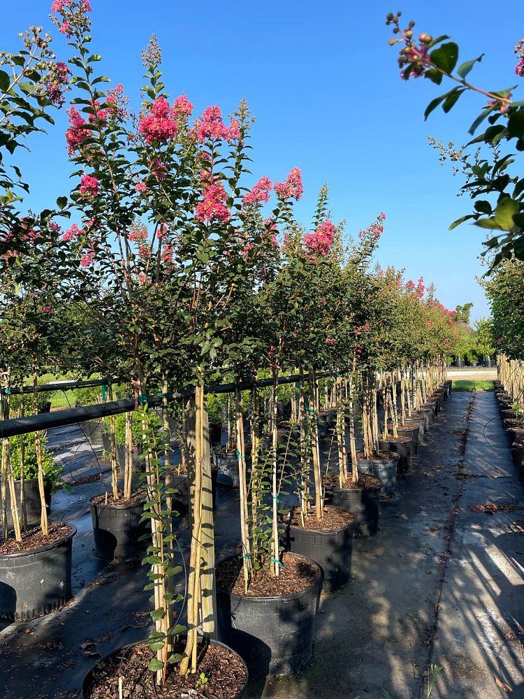 lagerstroemia-indica-tonto-crape-myrtle