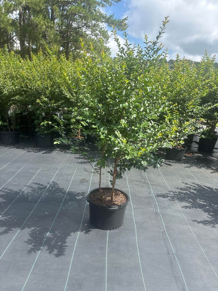 lagerstroemia-indica-tonto-crape-myrtle