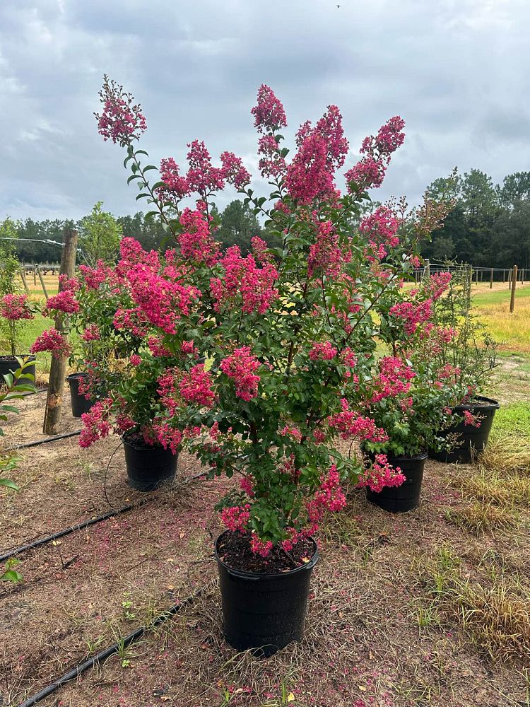 lagerstroemia-indica-tonto-crape-myrtle