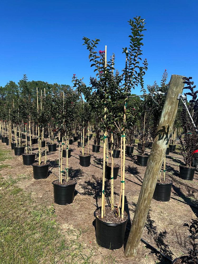 lagerstroemia-indica-tonto-crape-myrtle