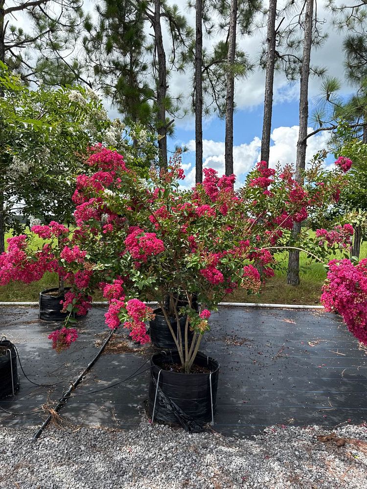 lagerstroemia-indica-tonto-crape-myrtle