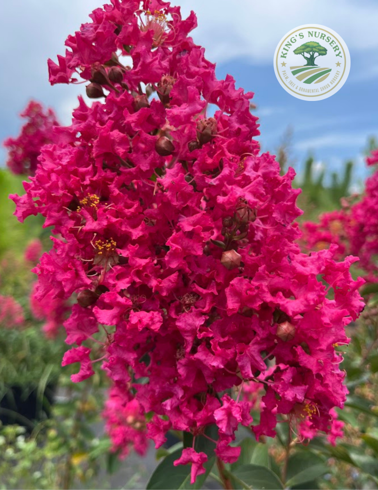 lagerstroemia-indica-tonto-crape-myrtle