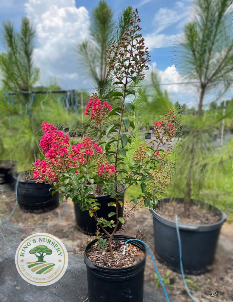 lagerstroemia-indica-tonto-crape-myrtle