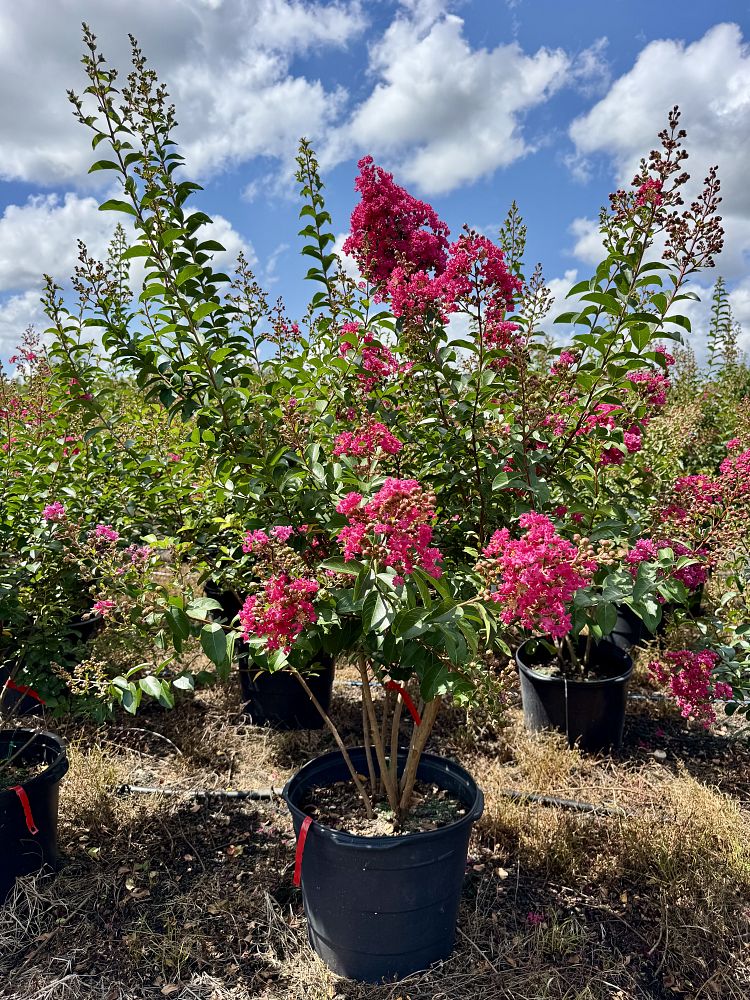 lagerstroemia-indica-tonto-crape-myrtle
