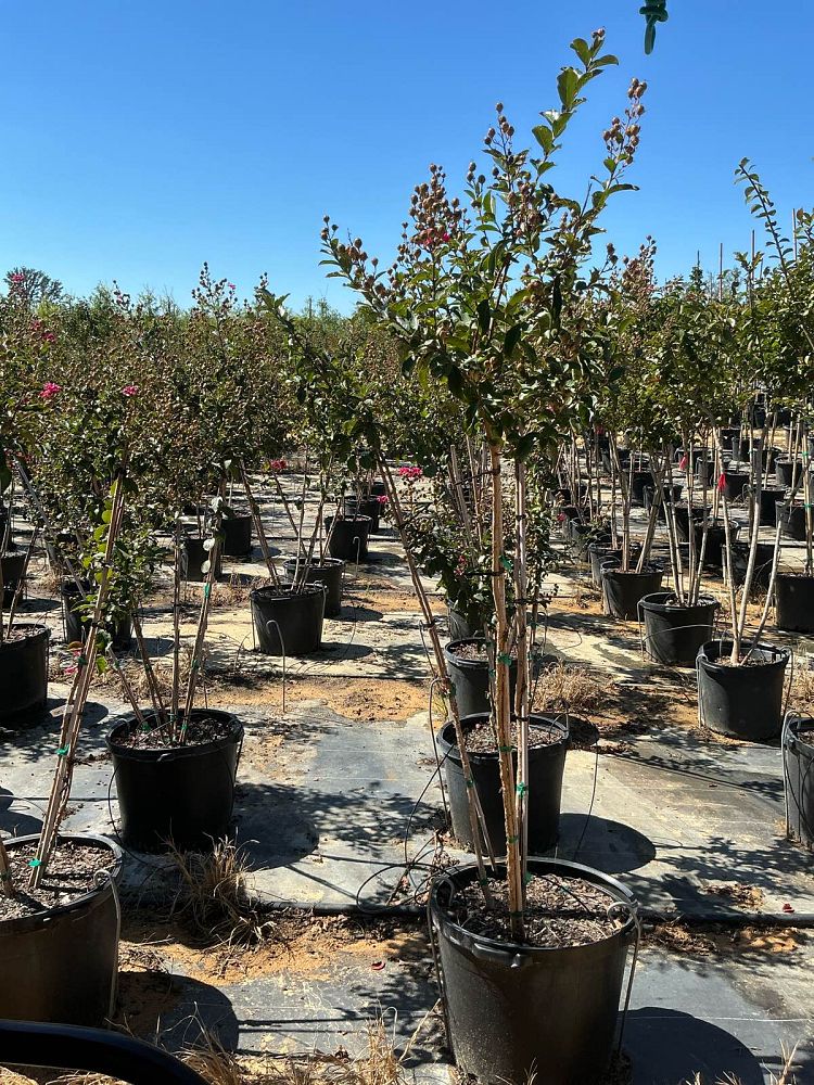 lagerstroemia-indica-tonto-crape-myrtle