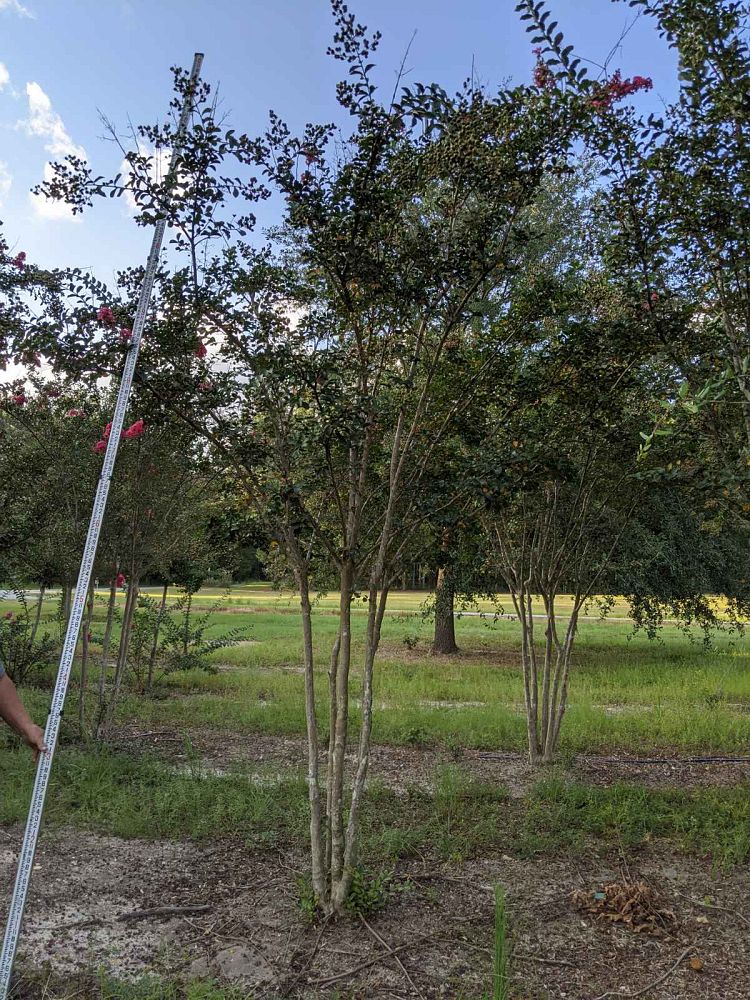 lagerstroemia-indica-tuscarora-crape-myrtle