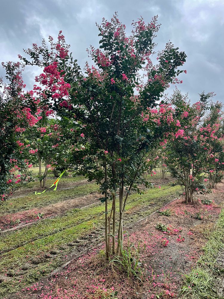 lagerstroemia-indica-tuscarora-crape-myrtle