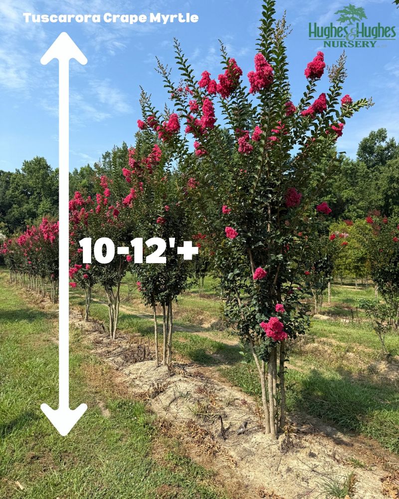 lagerstroemia-indica-tuscarora-crape-myrtle