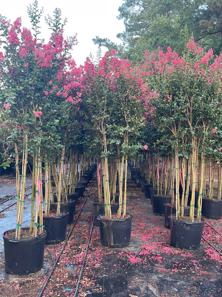 lagerstroemia-indica-tuscarora-crape-myrtle