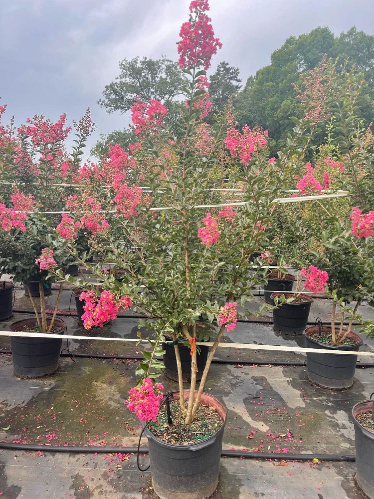 lagerstroemia-indica-tuscarora-crape-myrtle