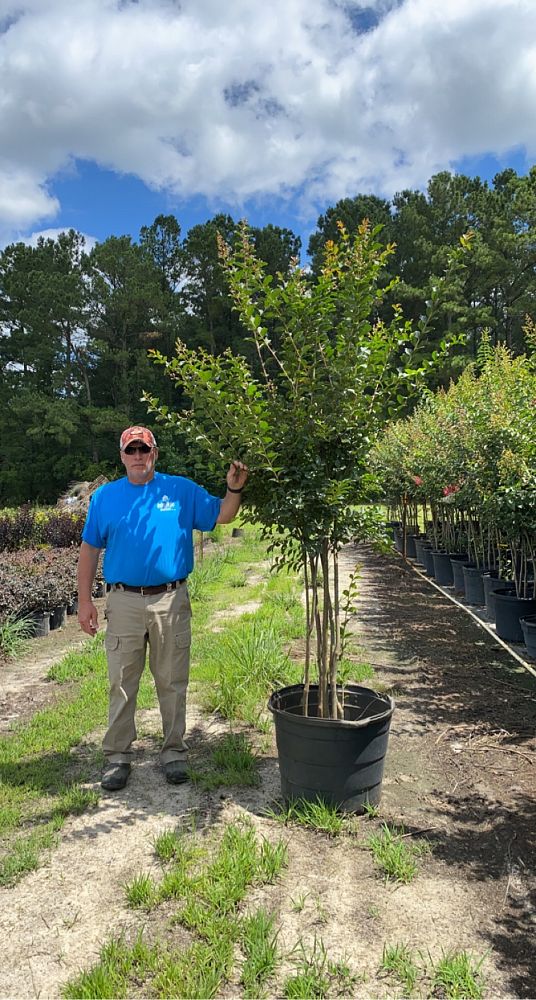 lagerstroemia-indica-tuscarora-crape-myrtle