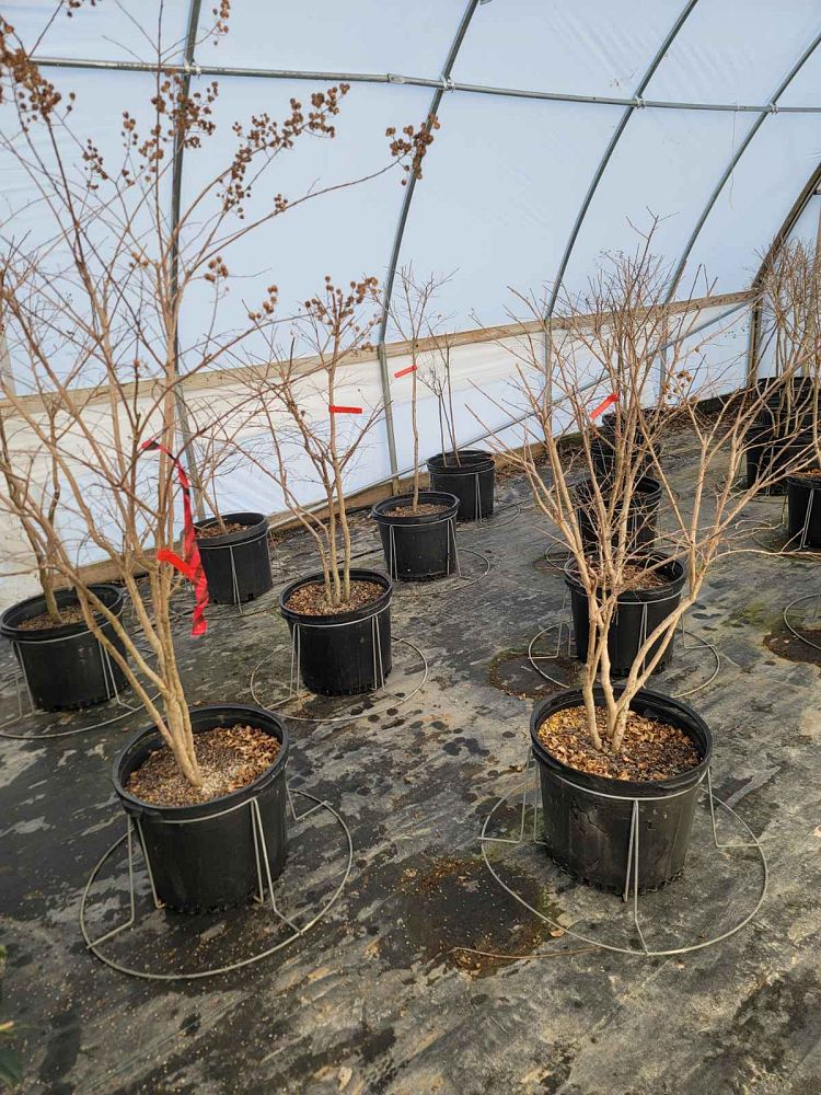 lagerstroemia-indica-tuscarora-crape-myrtle