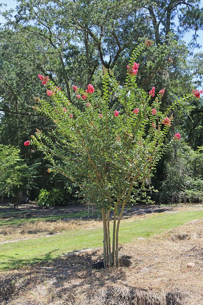 lagerstroemia-indica-tuscarora-crape-myrtle