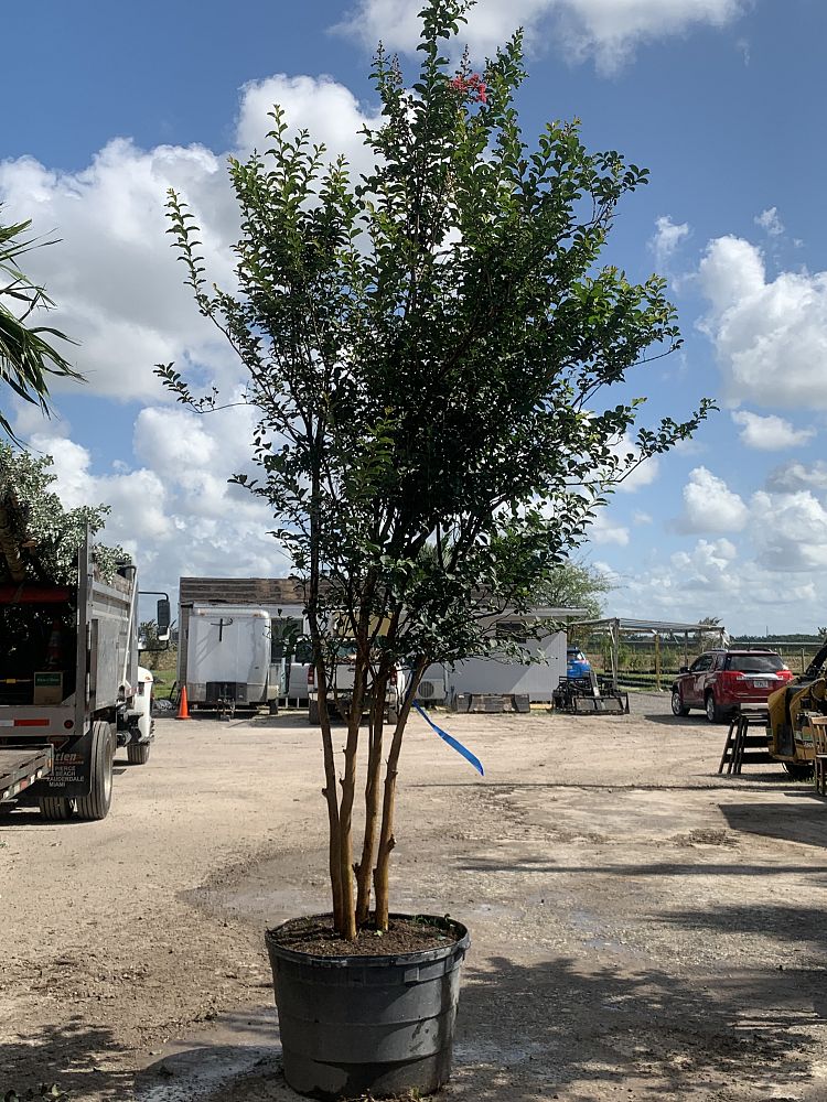 lagerstroemia-indica-tuscarora-crape-myrtle