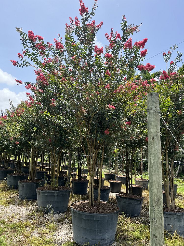 lagerstroemia-indica-tuscarora-crape-myrtle