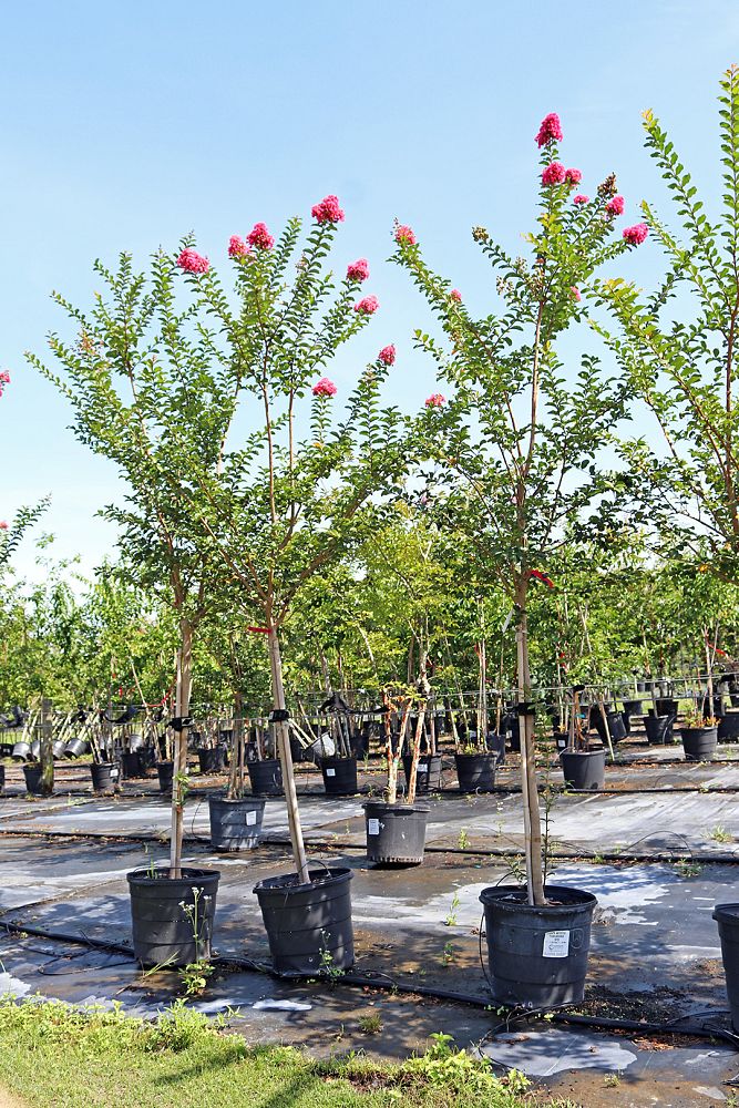 lagerstroemia-indica-tuscarora-crape-myrtle
